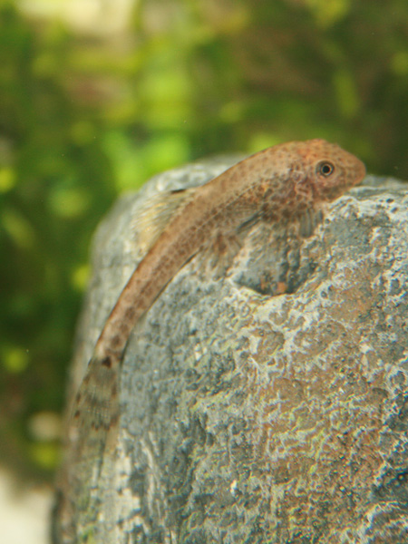 Chinesischer Flossensauger