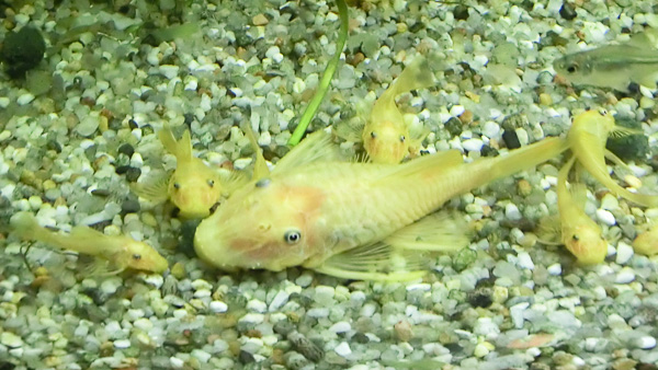 Jungfische L144