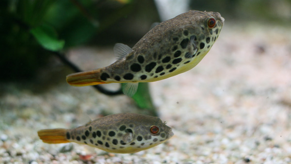 Leopardkugelfisch