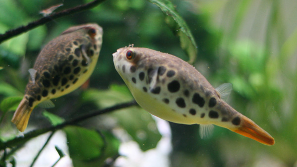 Leopardkugelfisch