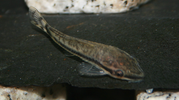 Otocinclus