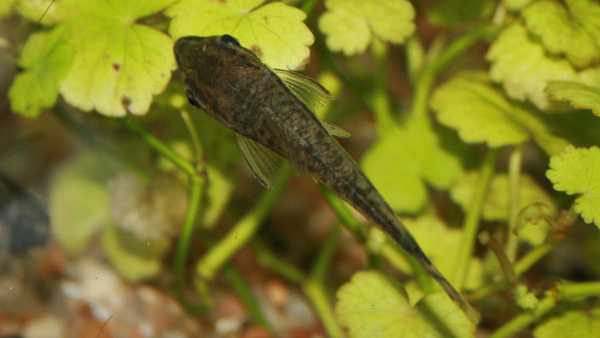 Otocinclus