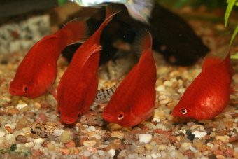 Platy