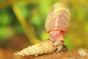 Turmdeckelschnecke